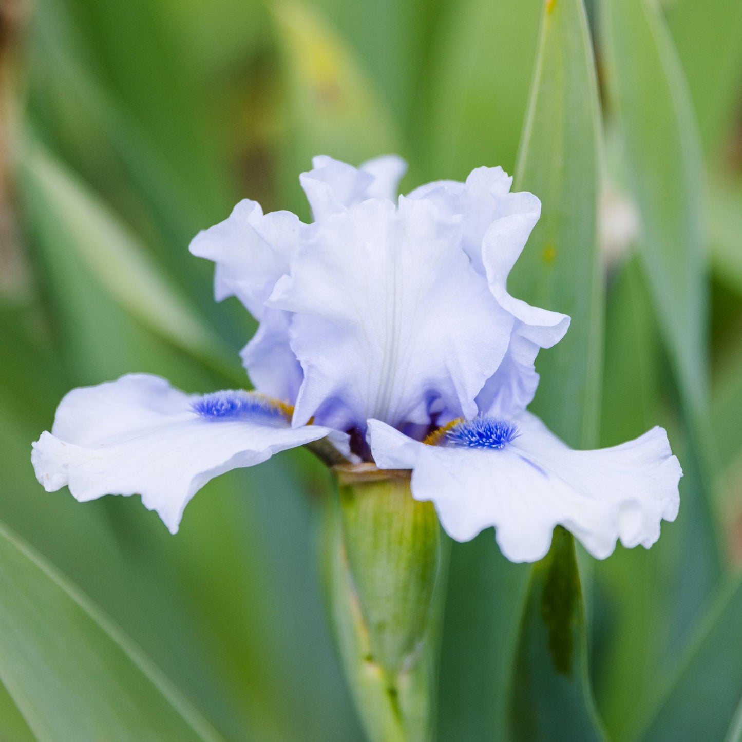 Bearded Iris Frosty Spirit close up of flower