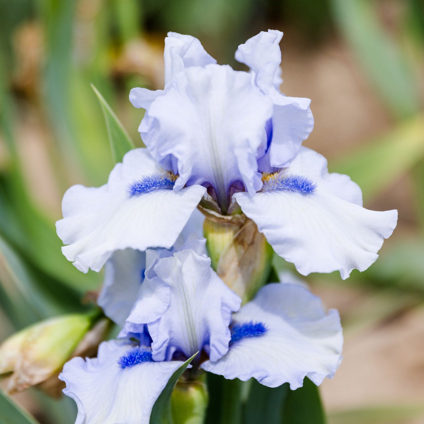 Bearded Iris Frosty Spirit features light blue ruffled petals with bright blue beards.