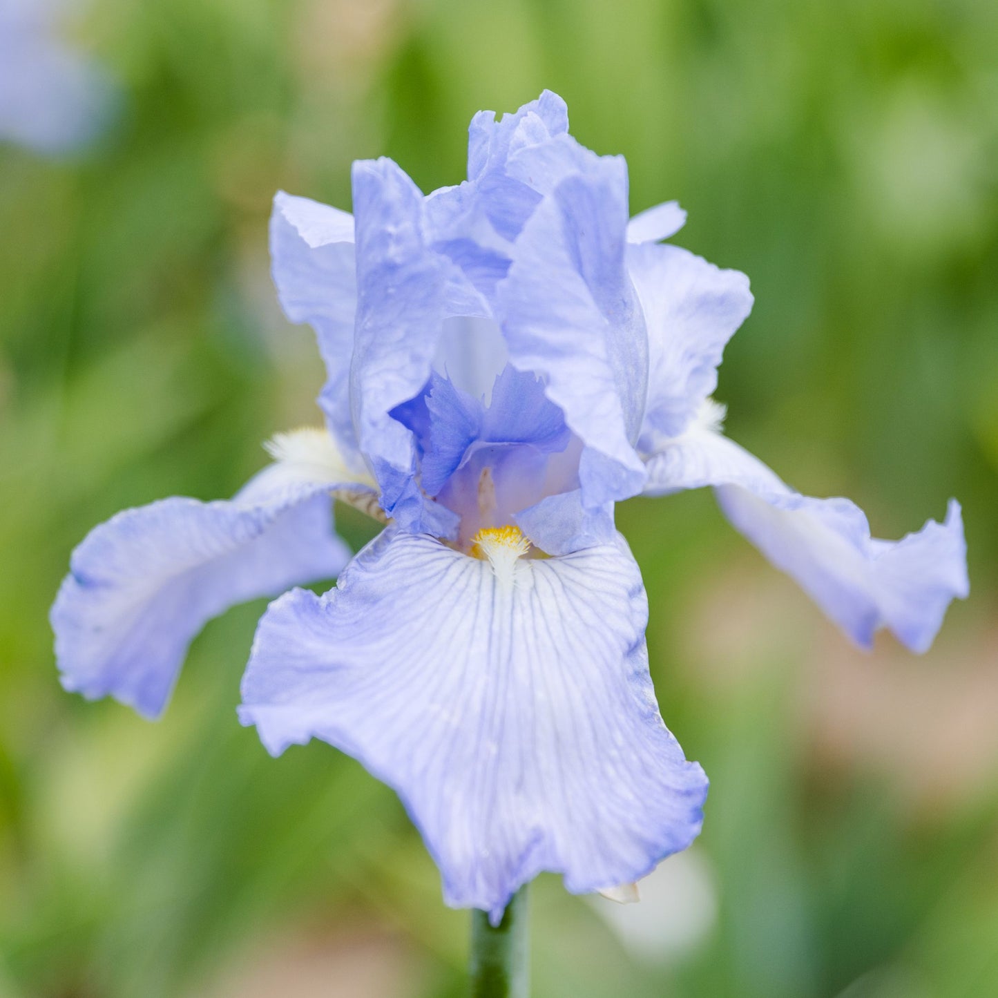 Bearded Iris Cloud Ballet is light blue with white and yellow beard