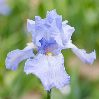 Bearded Iris Cloud Ballet is light blue with white and yellow beard
