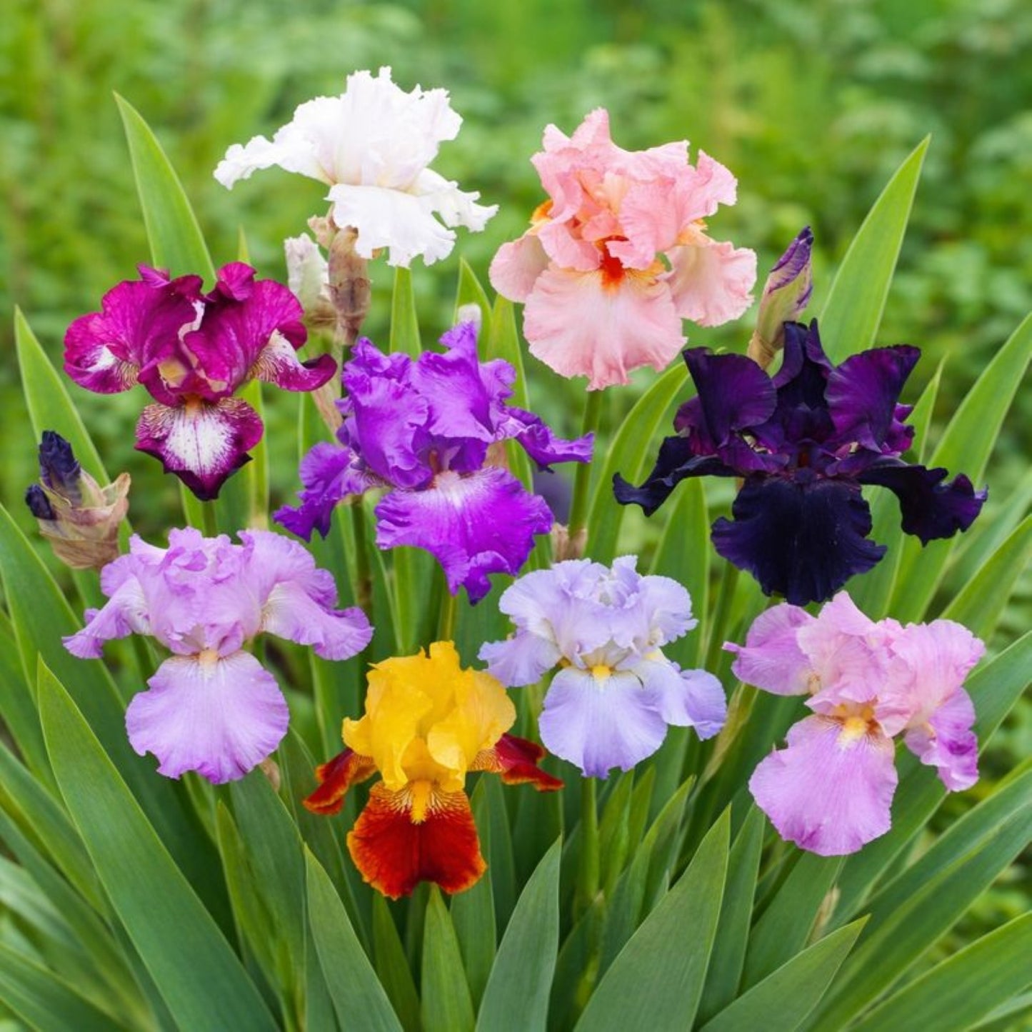 bearded iris mix colorful blooms