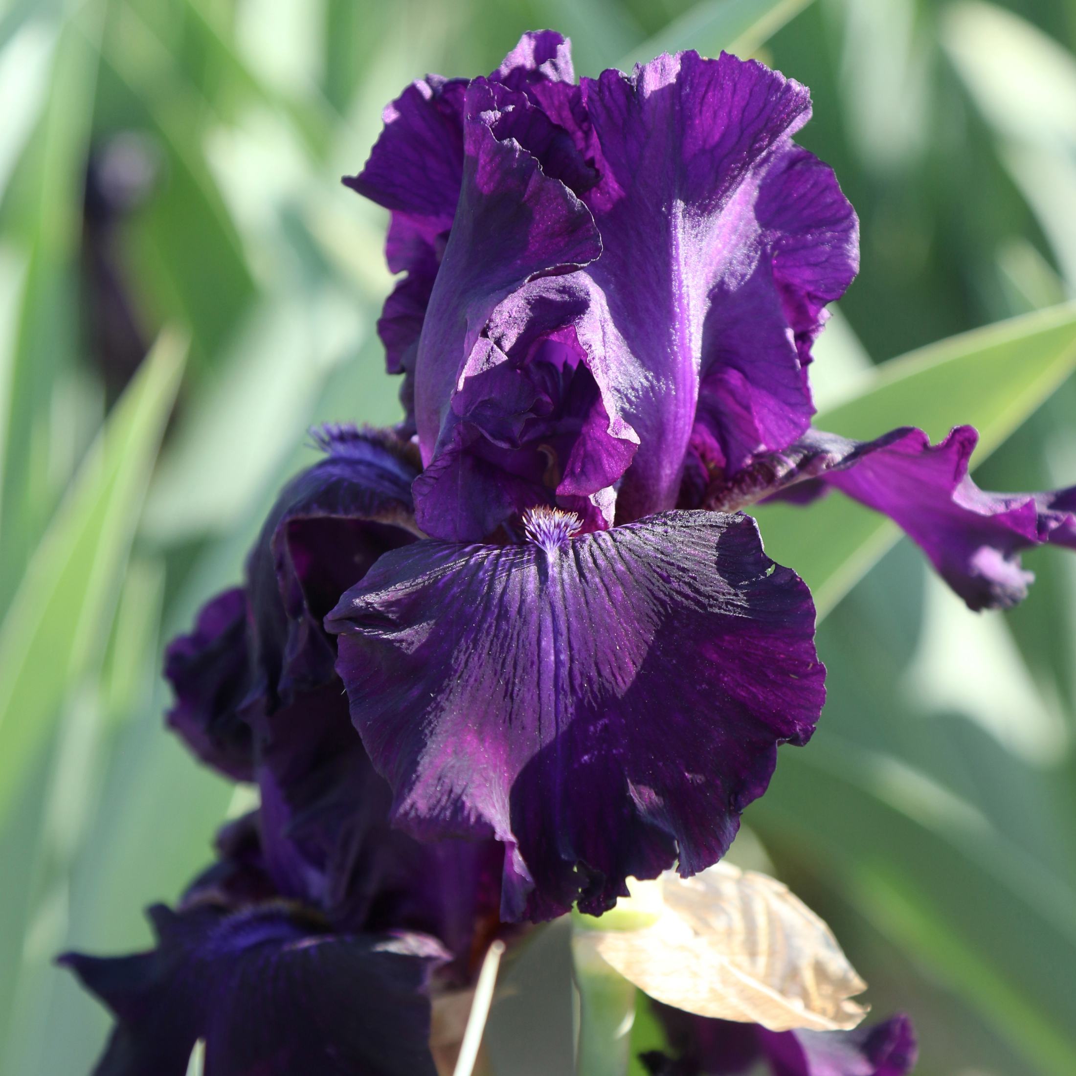 Best Dark Purple Reblooming Bearded Iris Bulb Ozark Rebounder