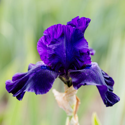 Bearded Iris Ozark Rebounder dark purple petals and beard