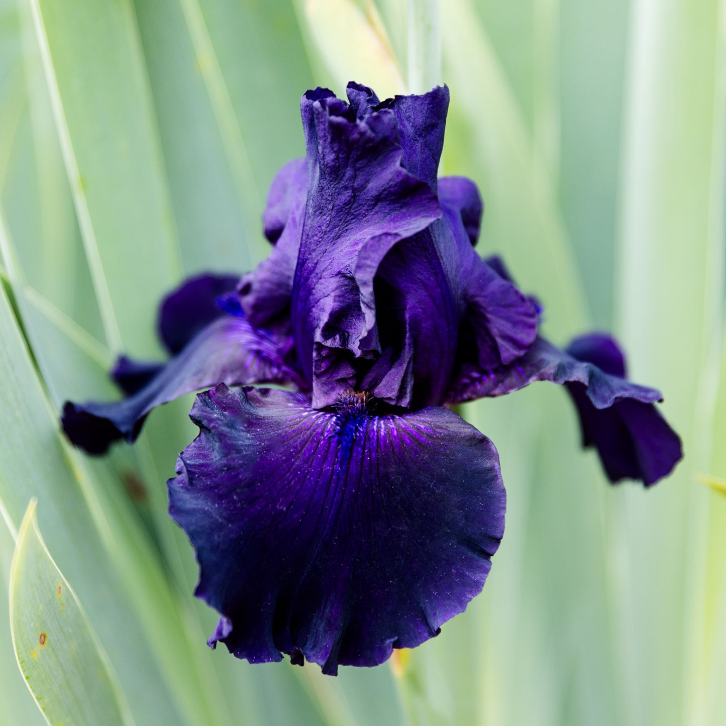 close up of Bearded Iris Ozark Rebounder dark purple bloom
