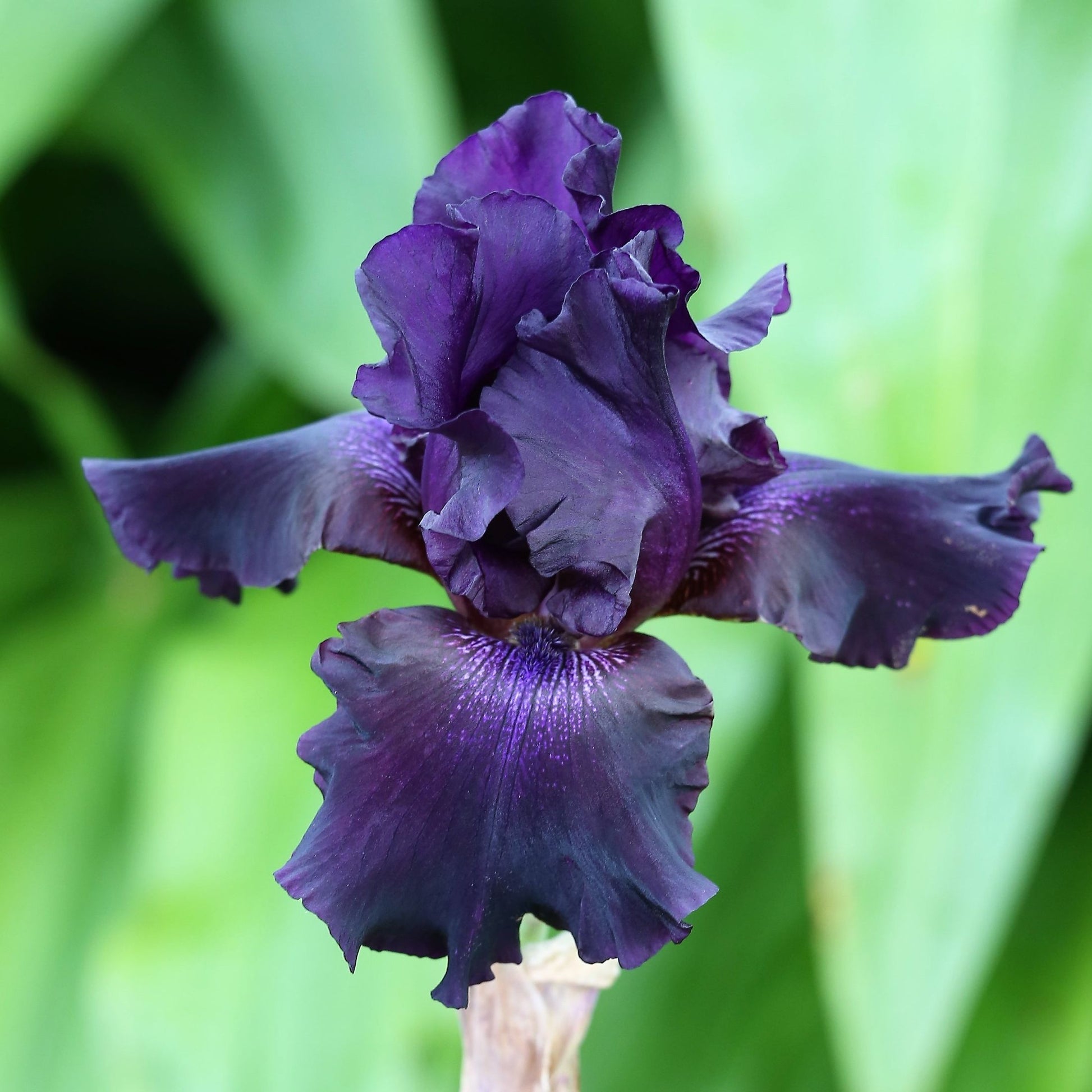 Bearded Iris Ozark Rebounder dark purple flower