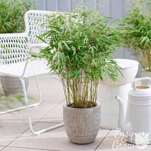 Clumping Bamboo Fargesia Plant in a decorative pot