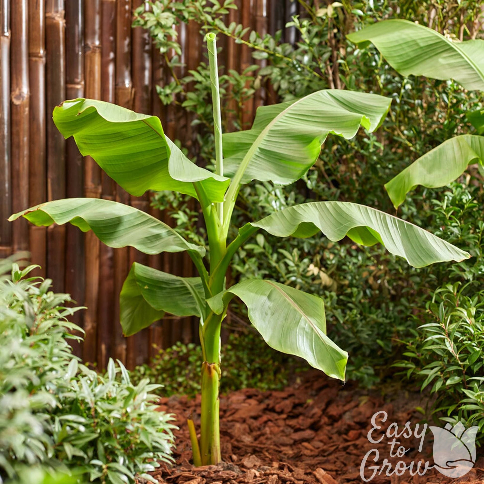 Hardy Banana Basjoo growing in garden
