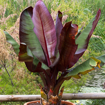 red banana plant in pot Banana Red Abyssinian Potted Plants – Easy To Grow Bulbs