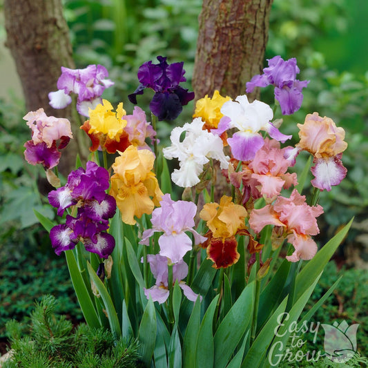 Mixed colorful bearded iris flowers