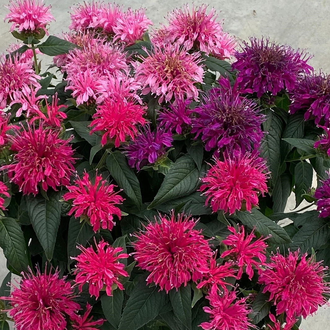 Bee Balm Plants For Sale