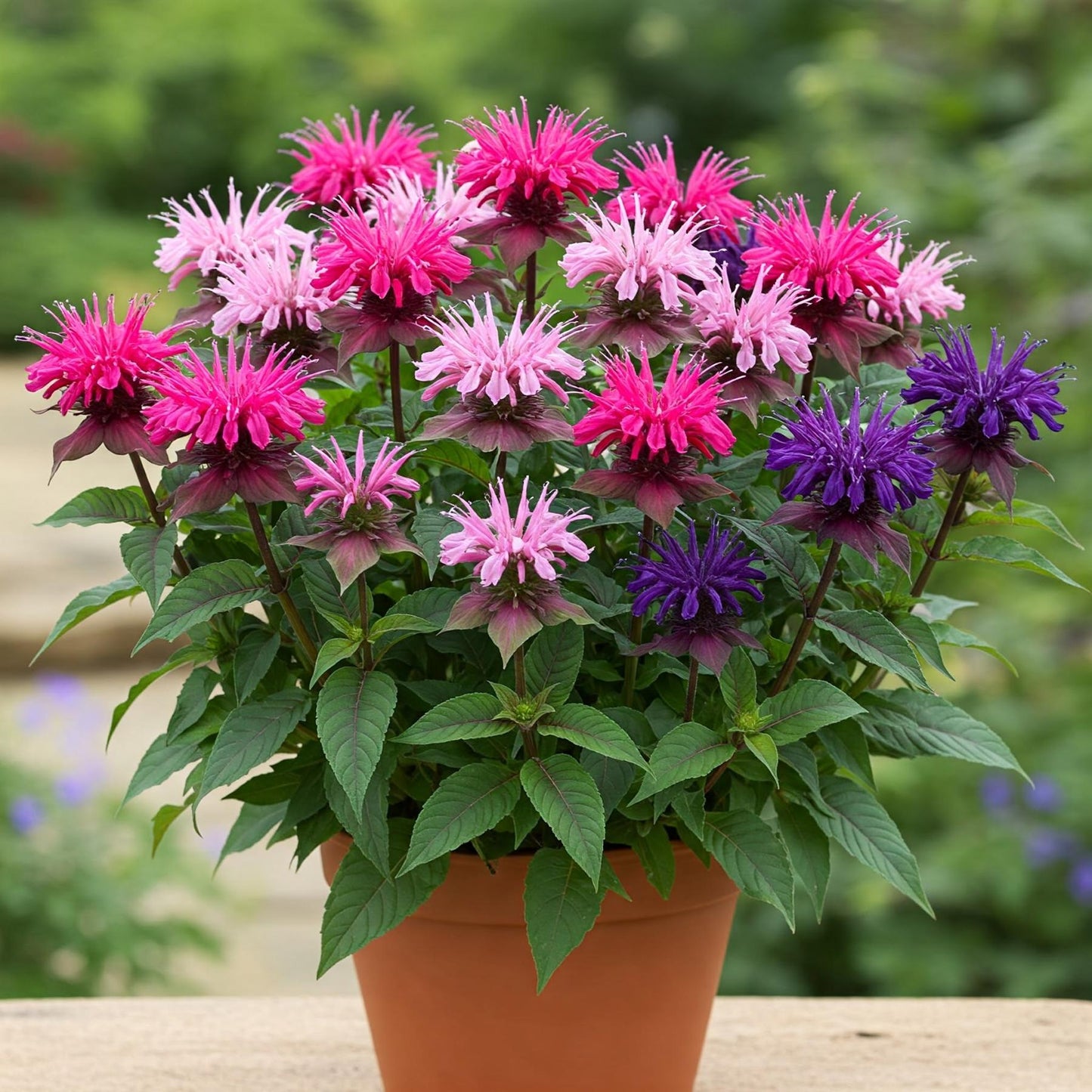 bee palm plant Bee Balm Monarda Balmy Tricolor