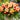 Yellow Orange Picotee Sunburst Begonia blooms