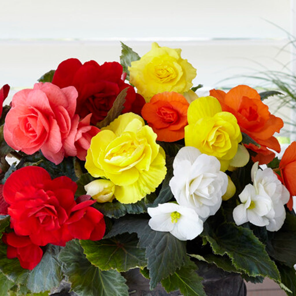 Bold Rainbow Begonia Bulbs For Sale Online Roseform Mix Easy To