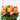 light orange ruffled begonia blooms