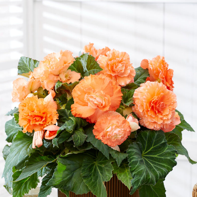 Light Orange Begonia Bulbs For Sale Online Giant Ruffled Apricot