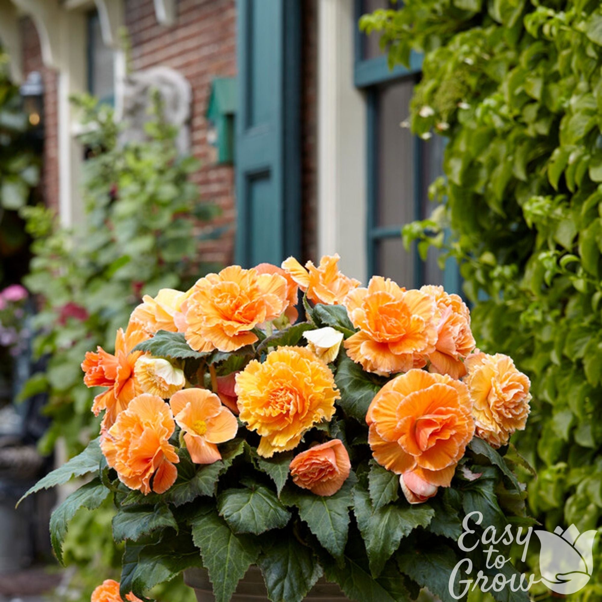 Lovely Apricot Begonia Bulbs For Sale | Picotee Lace Apricot