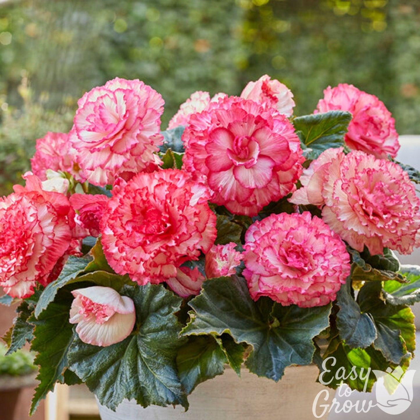 Picotee White Pink - white begonia blooms edged in pink