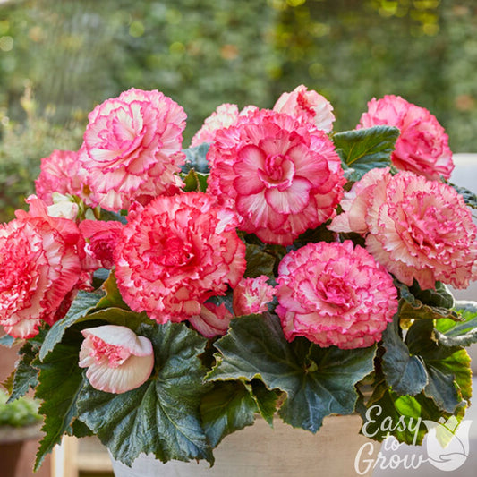 Picotee White Pink - white begonia blooms edged in pink