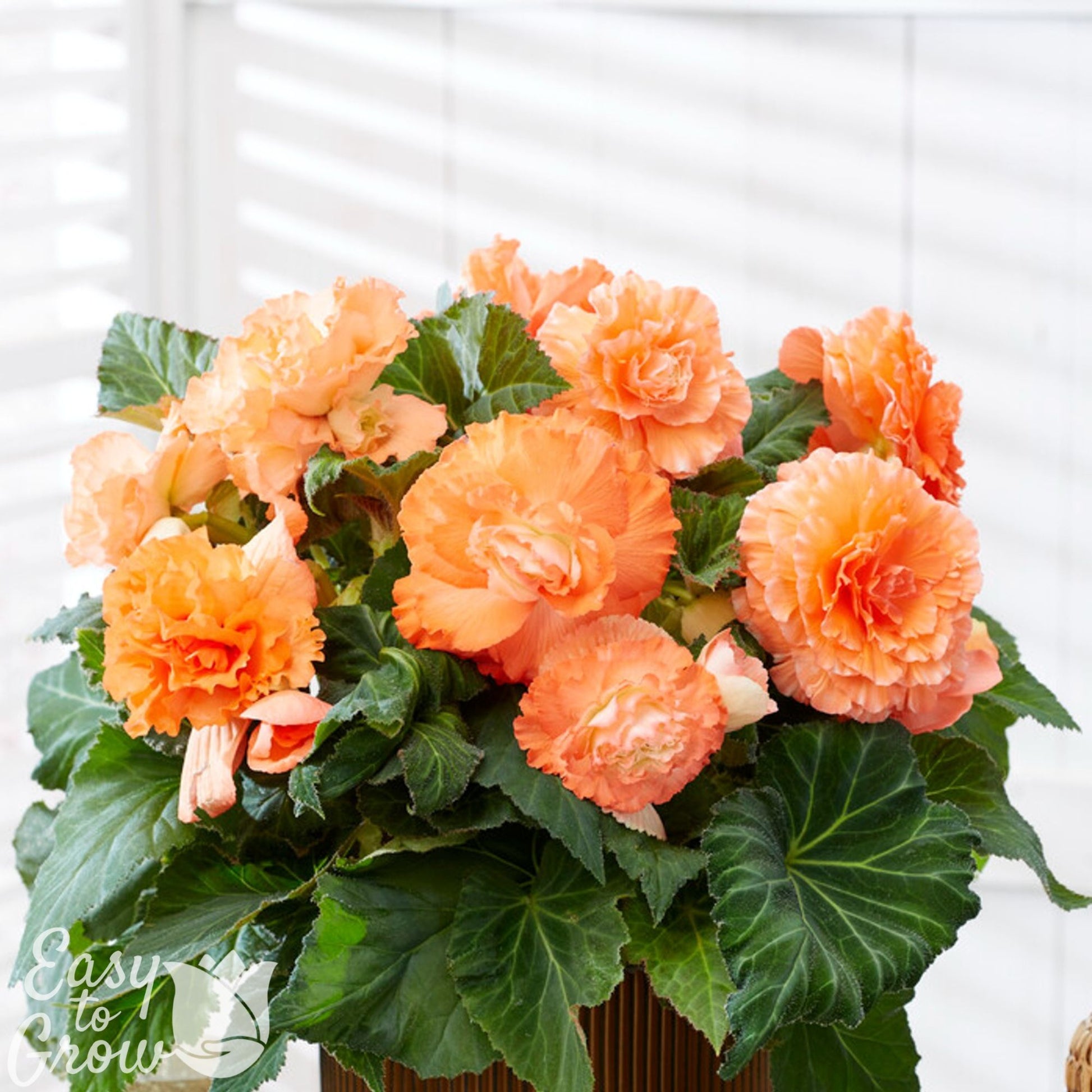 light orange ruffled begonia blooms