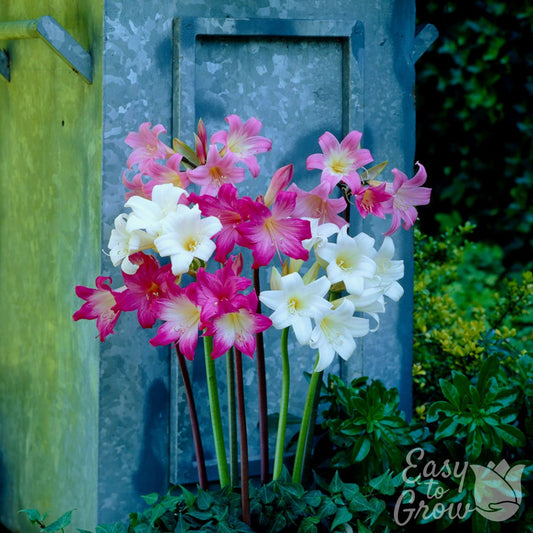 white, pink and bright pink belladonna mix