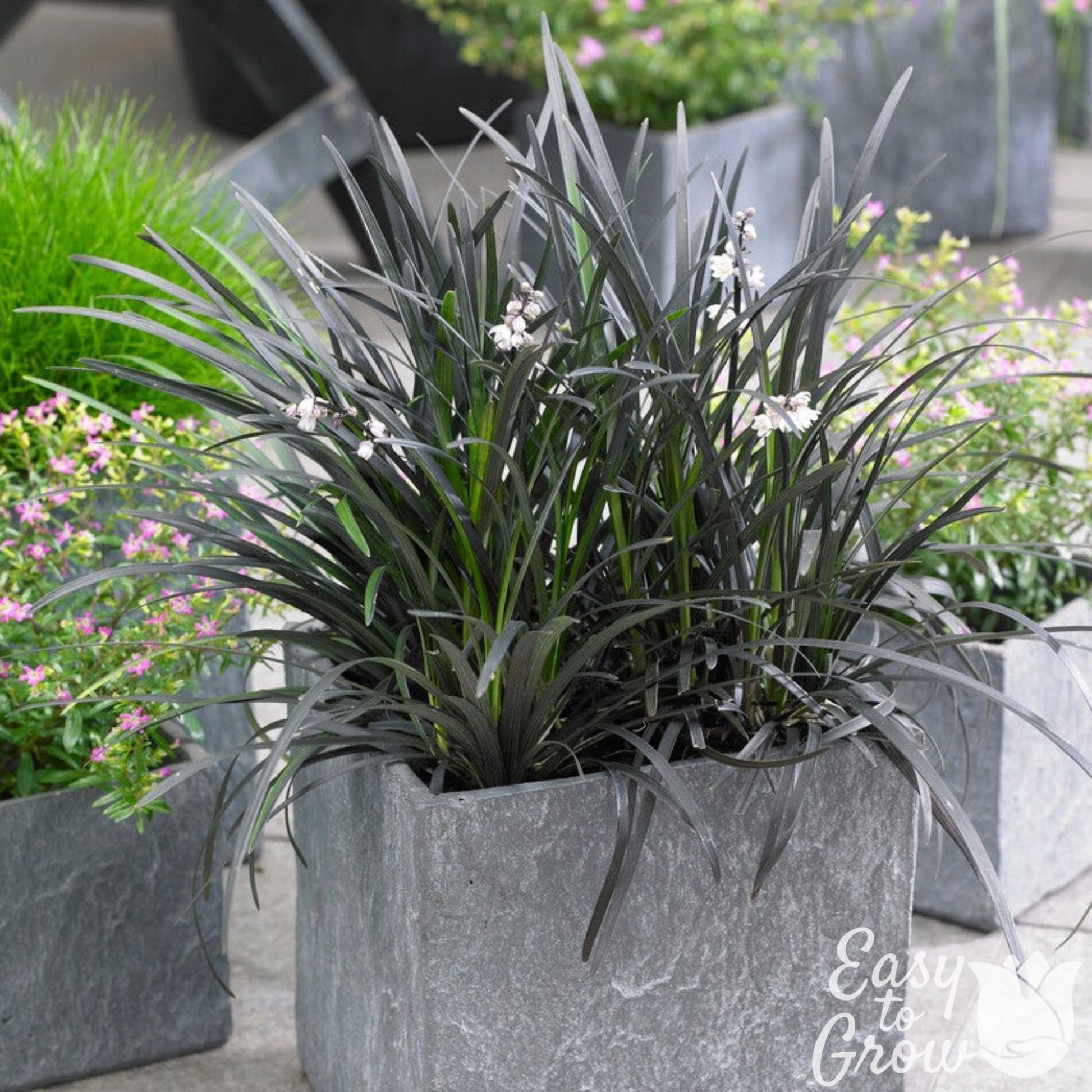 black mondo grass blooming in a container