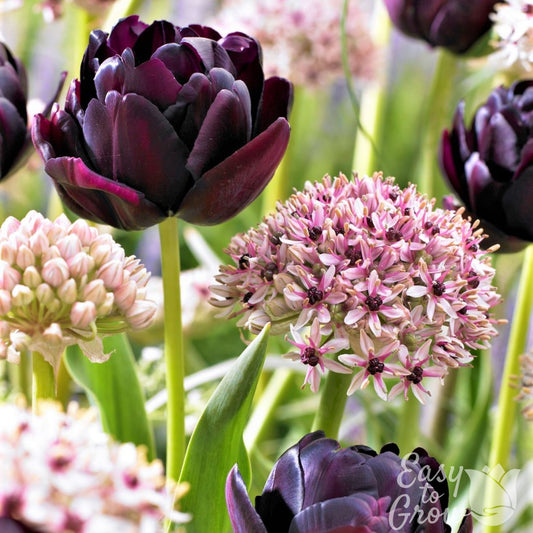 Double purple tulip and allium silver spring blooms in garden