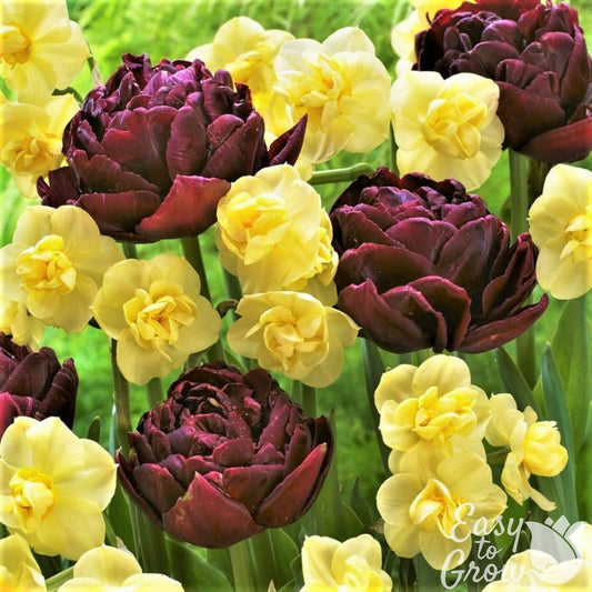 A dramatic mix of burgundy Tulip blooms and buttery yellow Daffodils