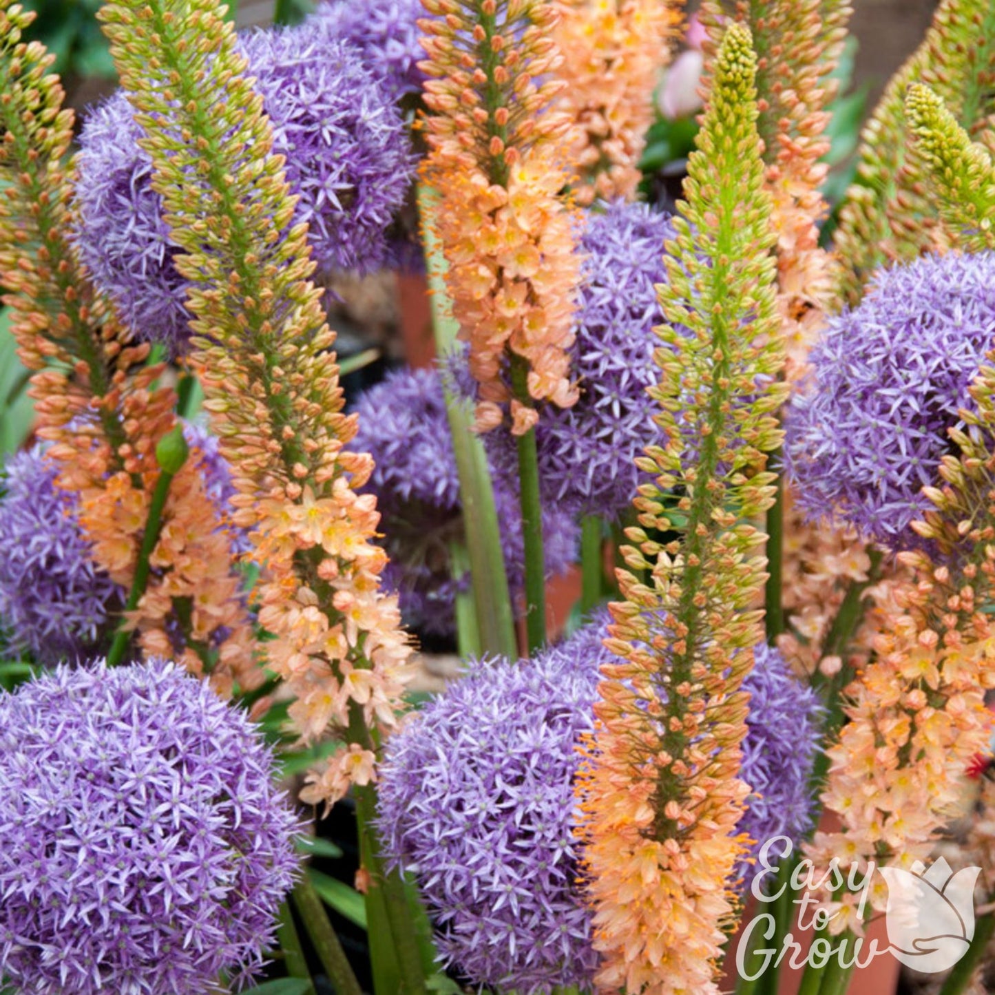 apricot eremurus and purple allium