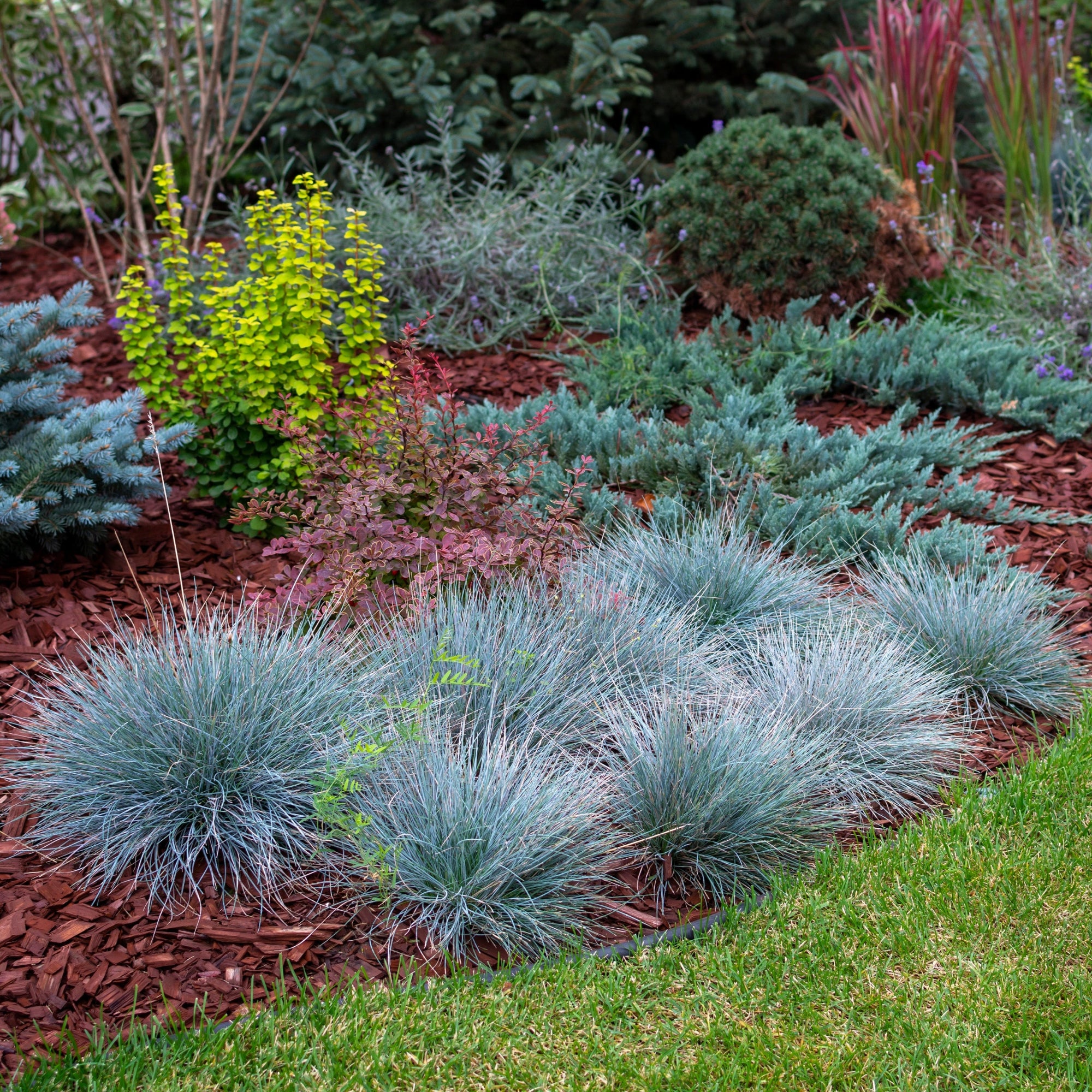 Easy to Grow Bulbs Festuca Fescue - Thumbnail 4