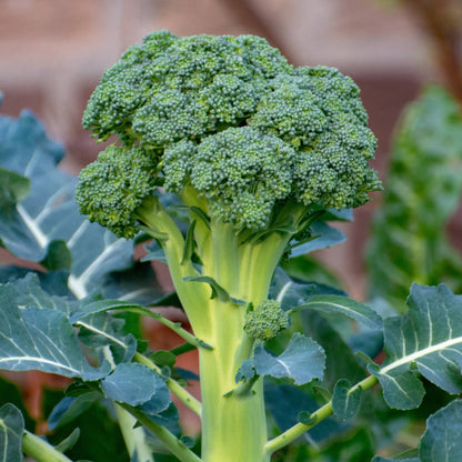 broccoli seeds planting instructions Easy to Grow Broccoli Seed