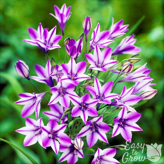 vibrant purple striped and white flowers