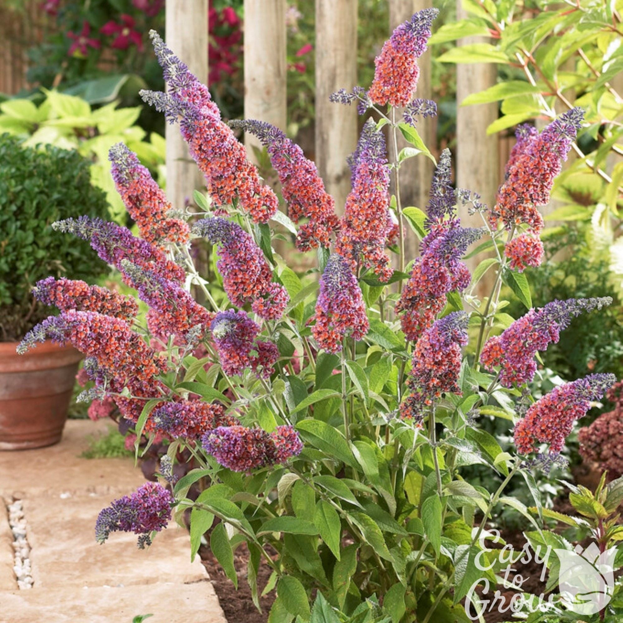 Easy to Grow Bulbs Buddleia Butterfly Bush - Thumbnail 2