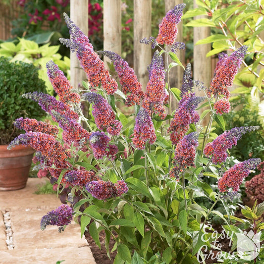 bicolor buddleia blooming purple and orange and pink tones
