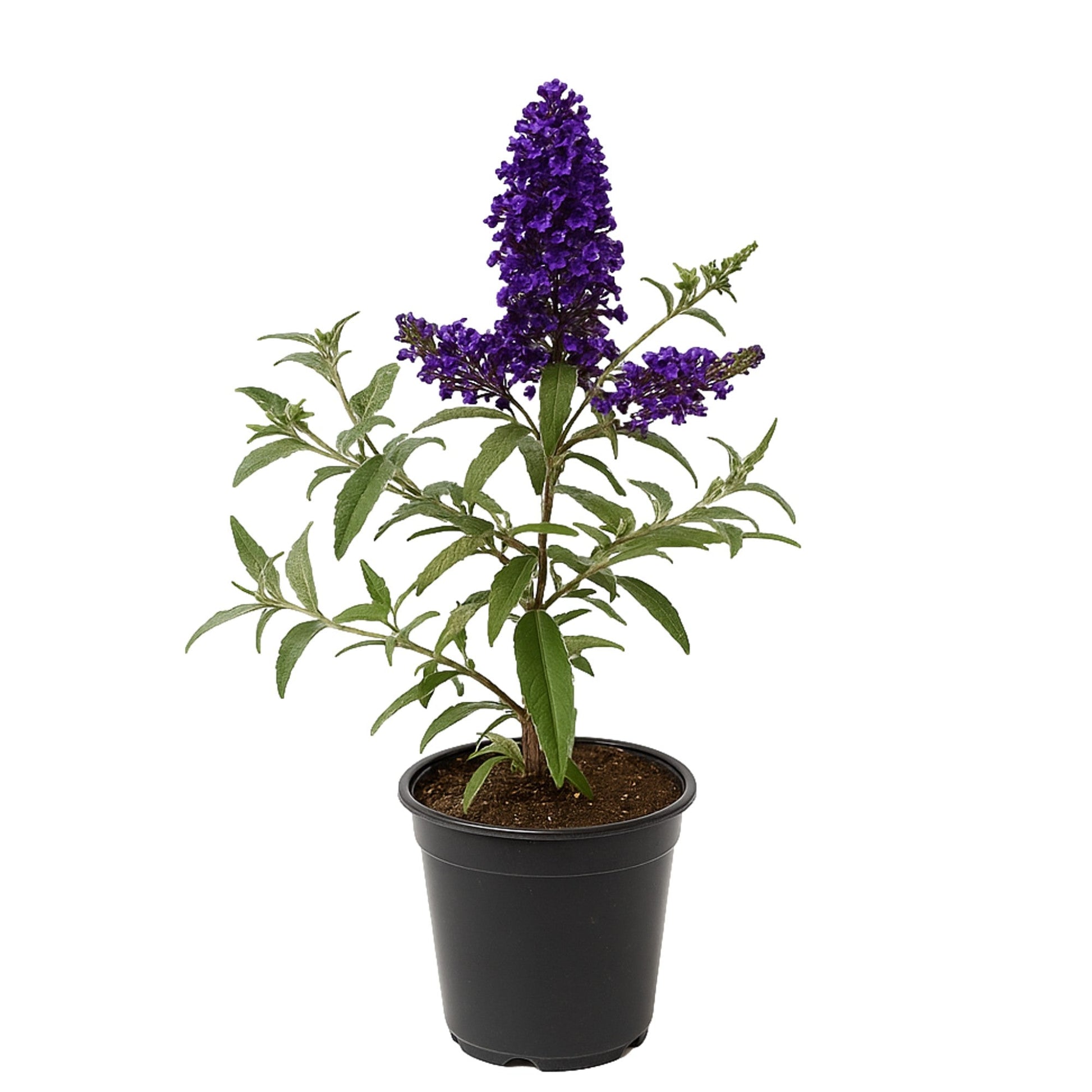 purple butterfly indoor plant Easy to Grow Bulbs Buddleia