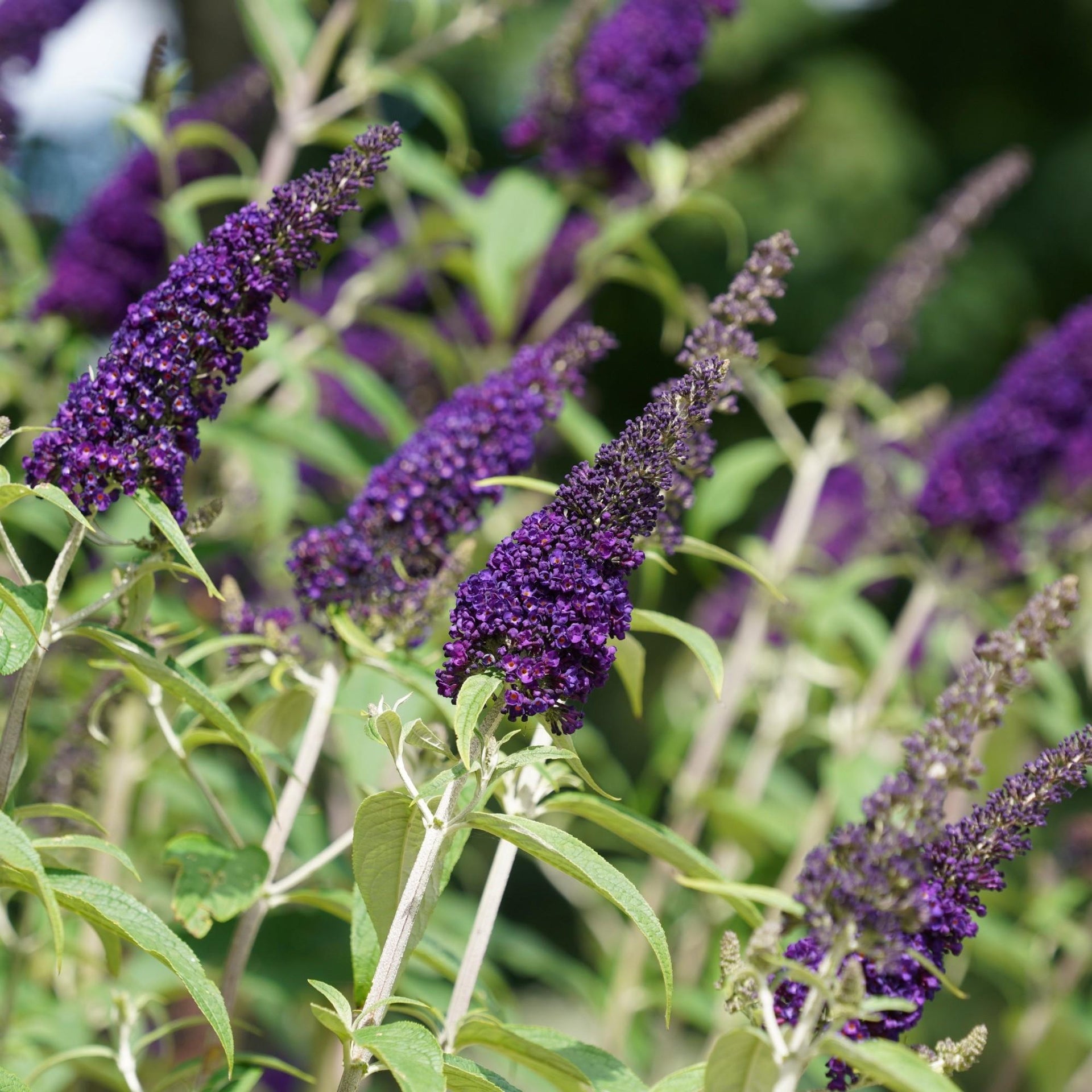 Purple Butterfly Bush Buzz Midnight Potted Plants – Easy To Grow Bulbs