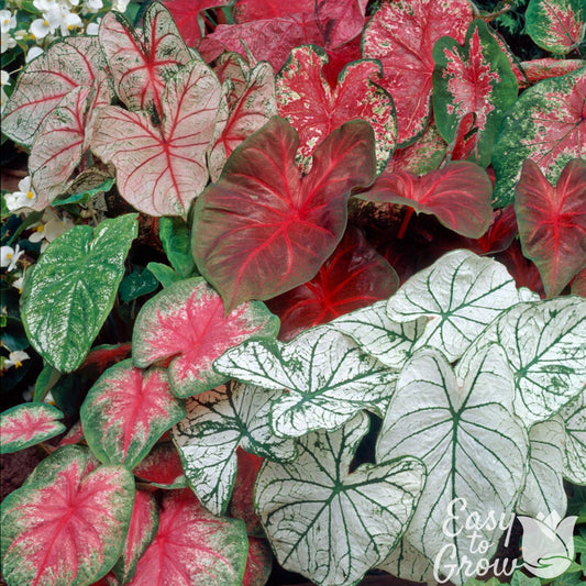 caladiums mixed colors