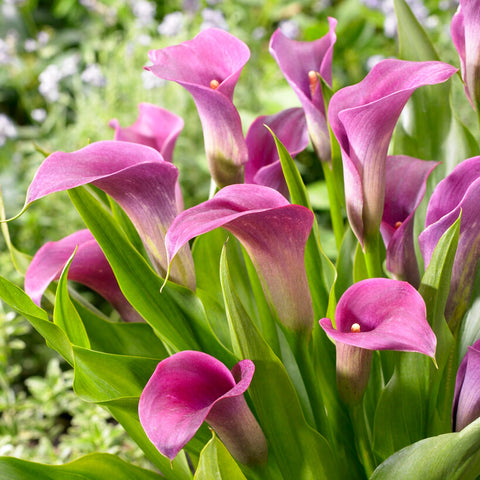 Calla Lily Bulbs For Sale Online – Easy To Grow Bulbs