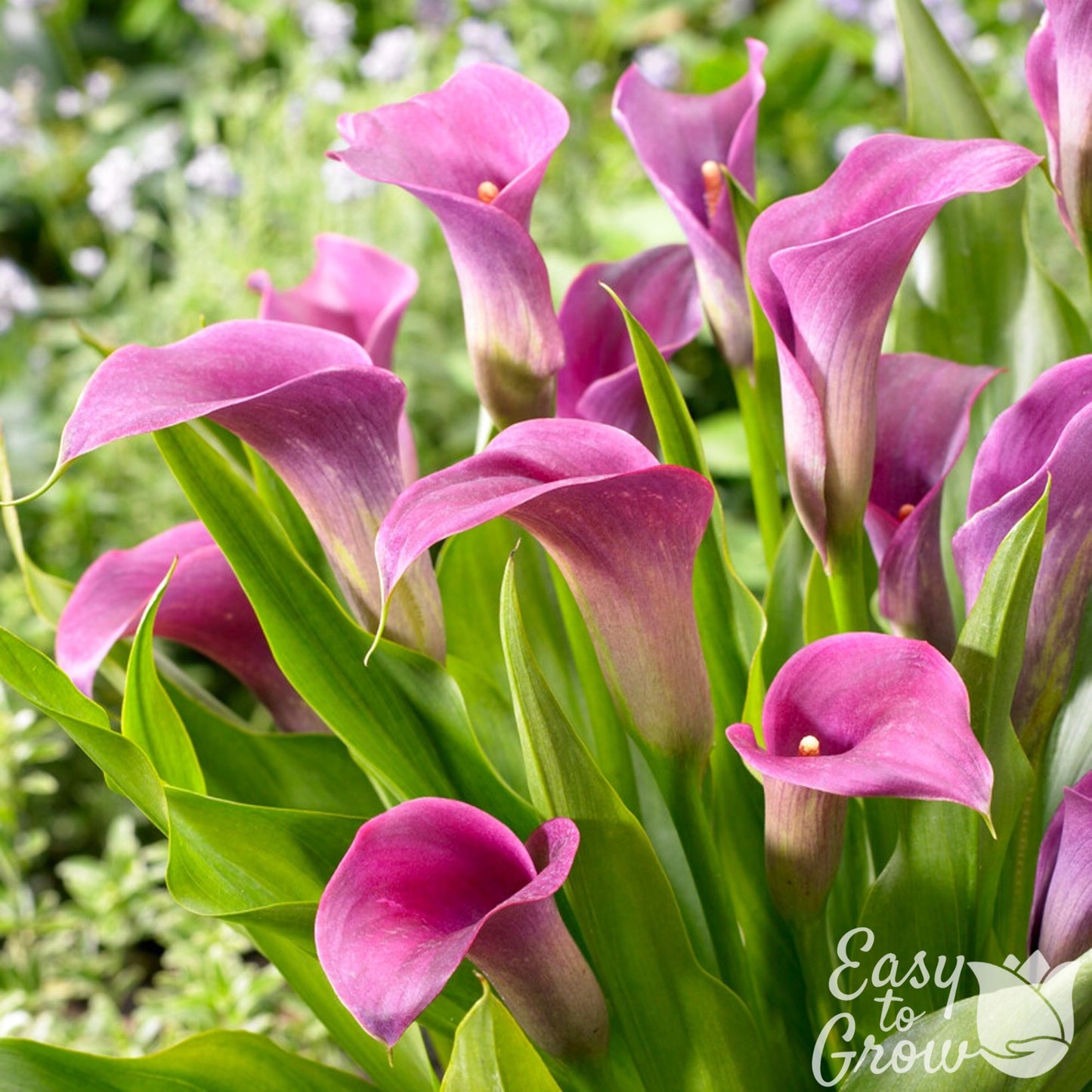 Amethyst - purple flowers on green stems