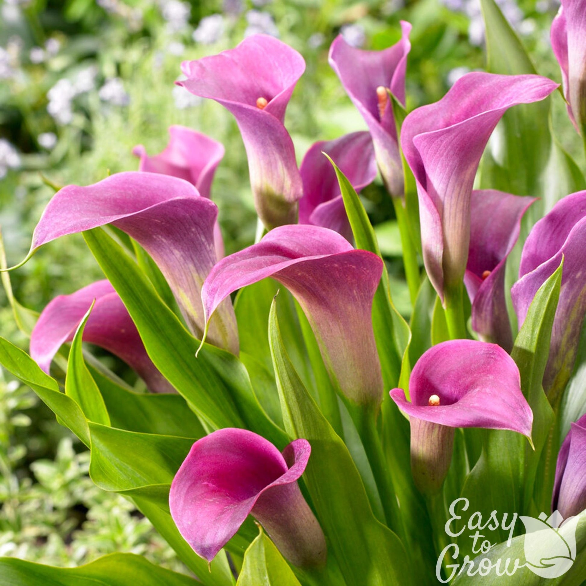 Amethyst - purple flowers on green stems