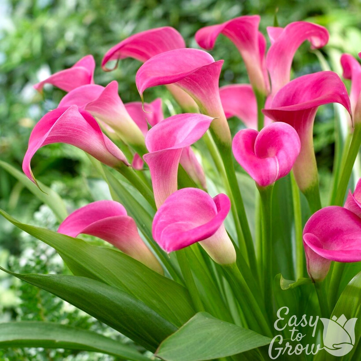 Garnet Glow - bright pink flowers on green stems