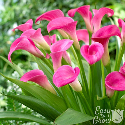 Garnet Glow - bright pink flowers on green stems