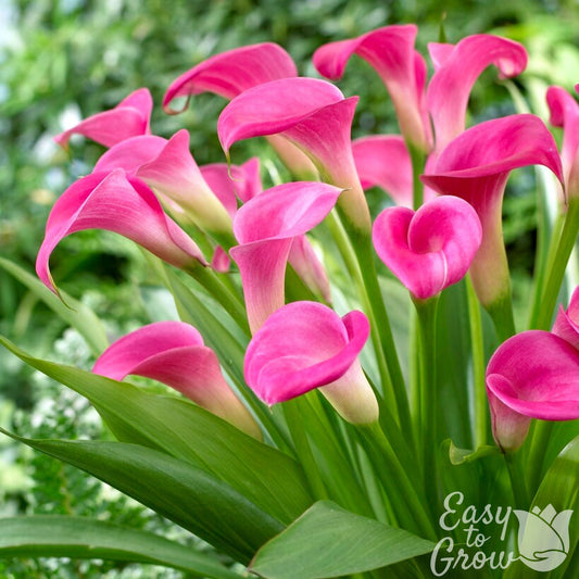 Garnet Glow - bright pink flowers on green stems