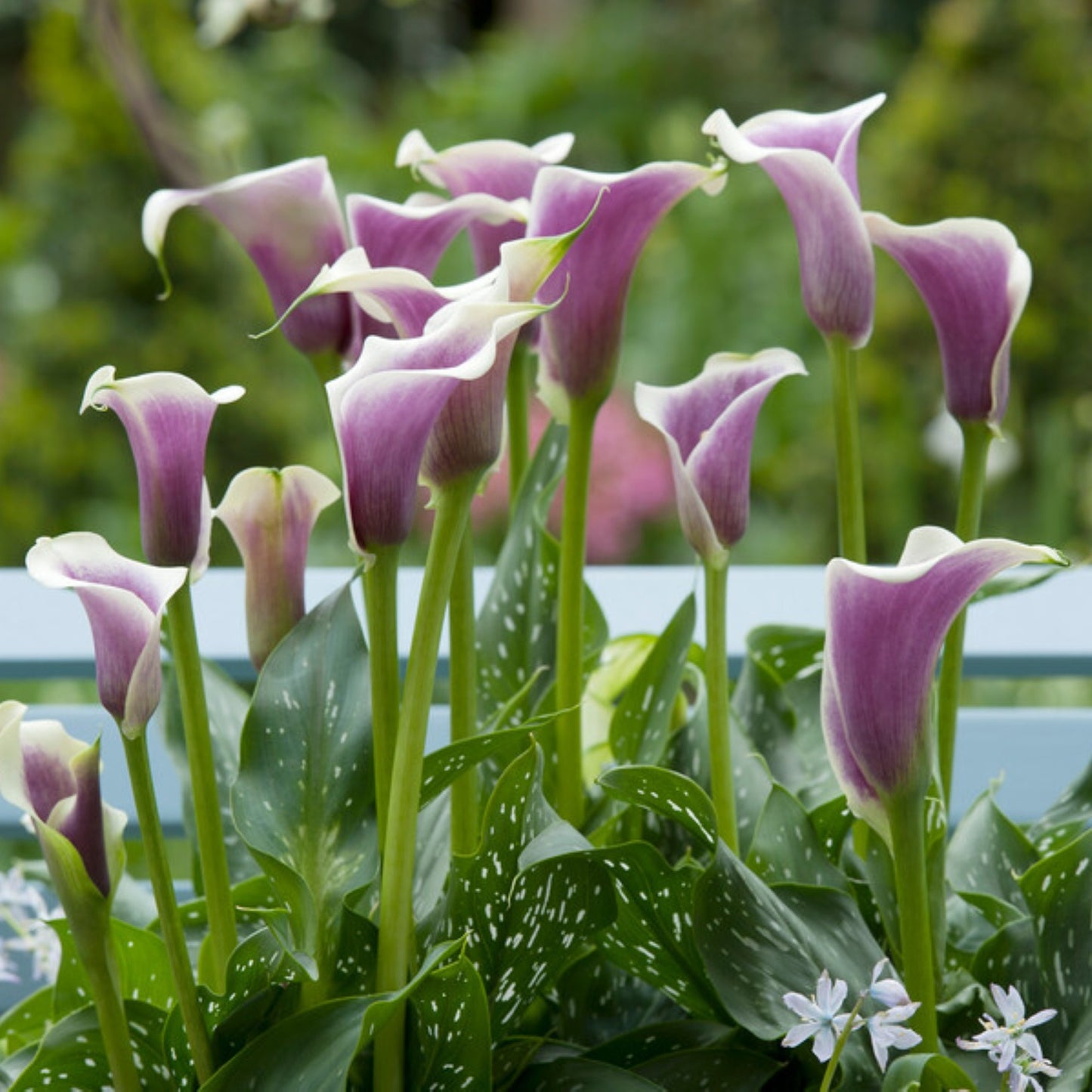 Calla Picasso white and purple flowers growing in a pot