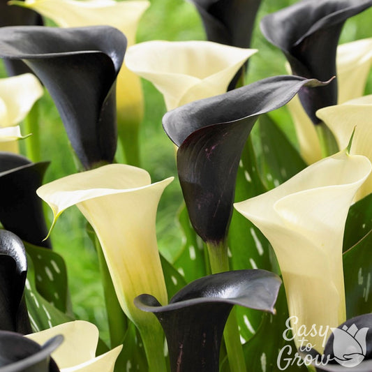 Black and white calla lily flowers