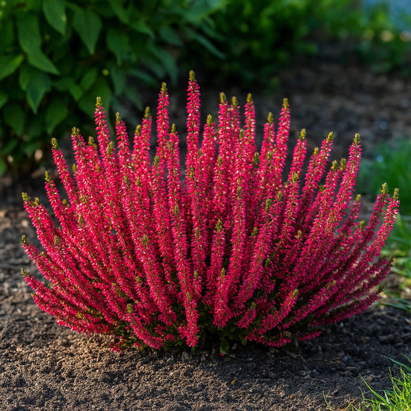 is calluna vulgaris an indoor plant Calluna Scotch Heather 'Beauty Ladies Scarlet'
