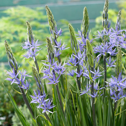Blue Cmassia Flowers Blooming in garden