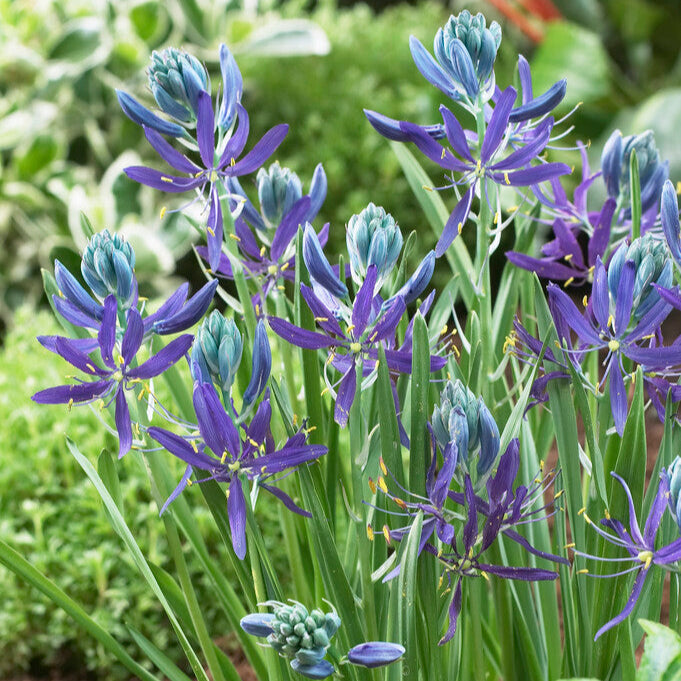 Purple and blue Camassia Quamash Flowers