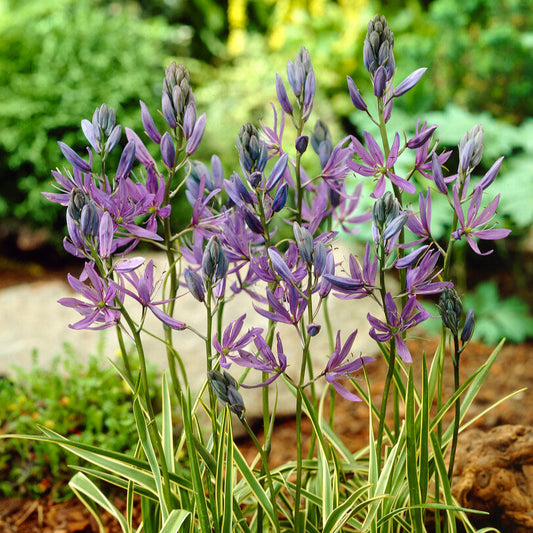 Purple and blue Camssia Flowers blooming in Garden bed 