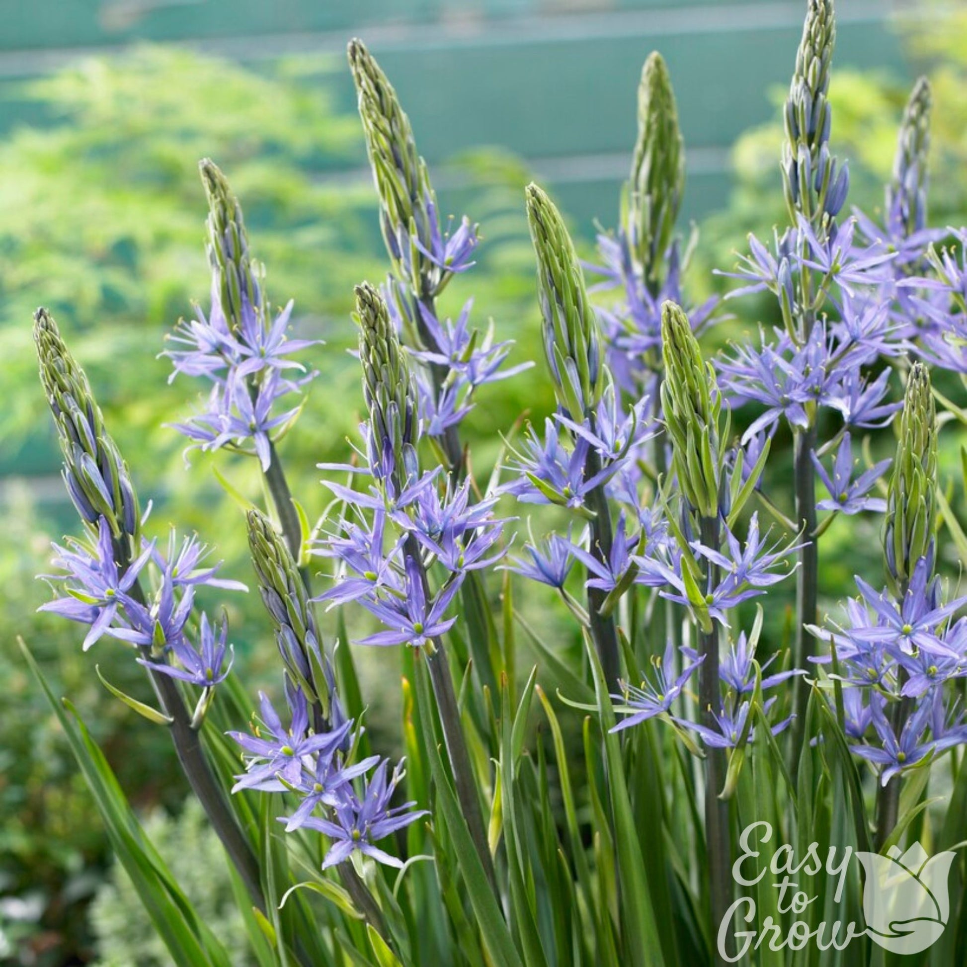 Blue Camassia Flowers Blooming in garden