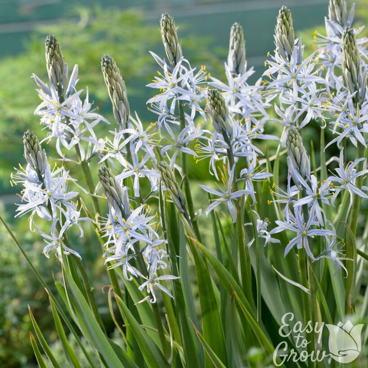 Light Blue Camssia Flowers in bloom